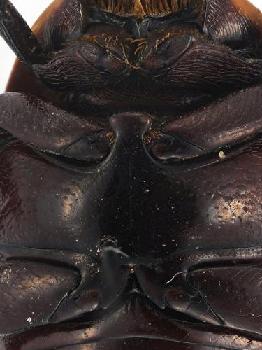 Pachnoda sp.